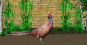 Pheasant.skp