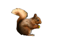 squirrel.skp