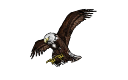 AMERICAN BALD EAGLE.skp