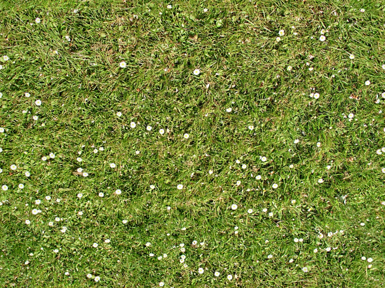 Grass with flowers.jpg