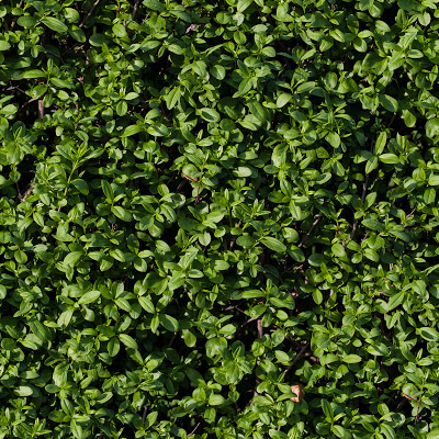 Grass_13.jpg