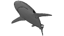 shark.skp
