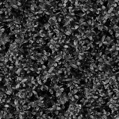Grass_13_B.jpg