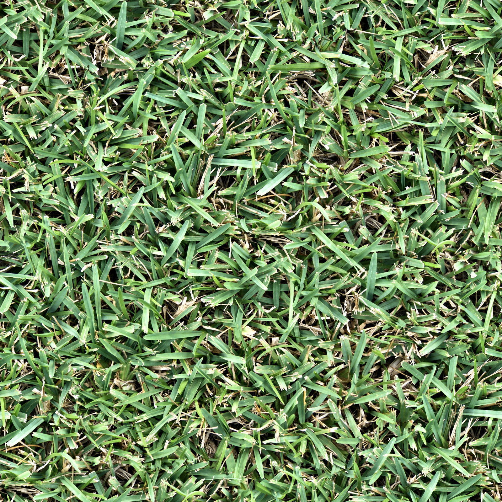 Grass_12.jpg