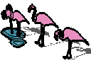 Flamingos.skp