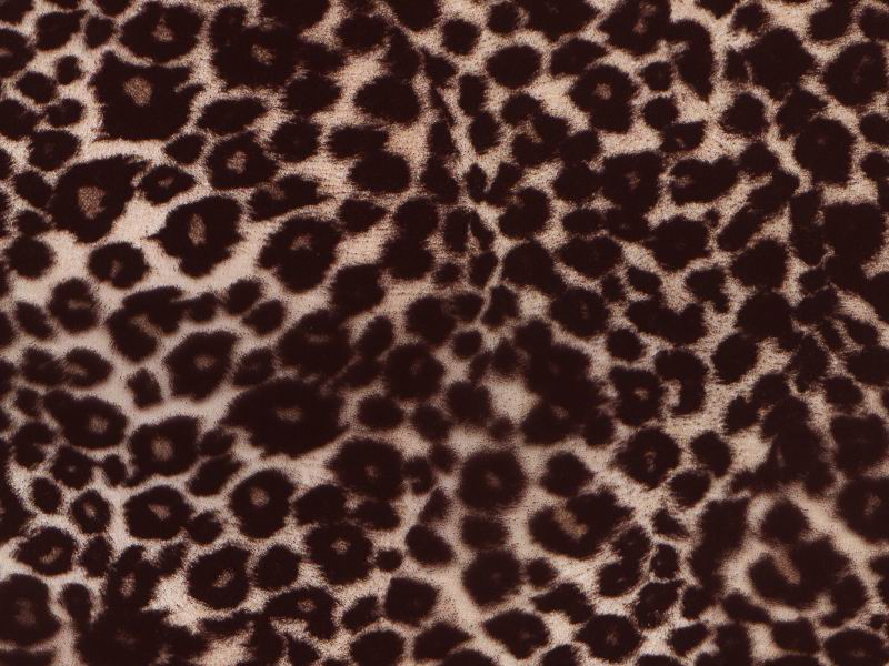 Snow Leopard.jpg