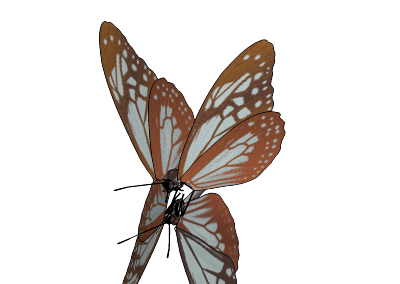 Chestnut_tiger.skp