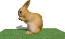 bunny_rabbit.skp