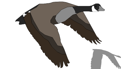 CanadianGooseFlying.skp