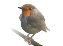 bird.skp