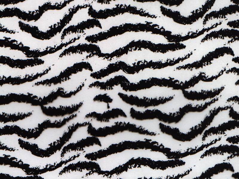 White tiger.jpg
