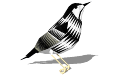Blackpoll Warbler.skp