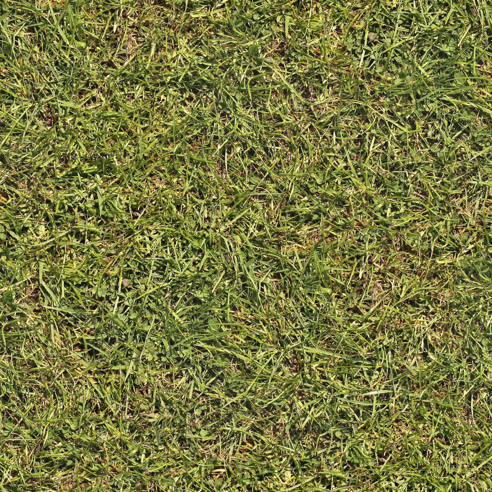 Grass_11.jpg