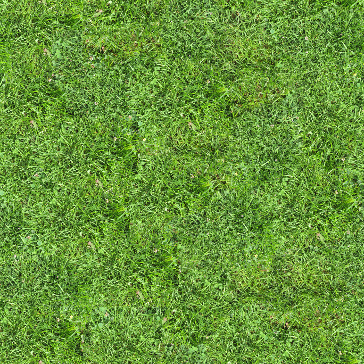 Grass_04.jpg