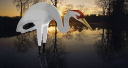 Heron.skp