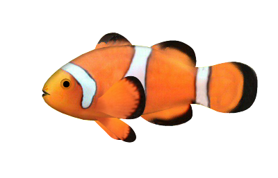 clownfish[1].skp