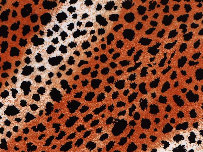 Cheetah.jpg