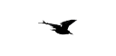 Bird_in_flight.skp