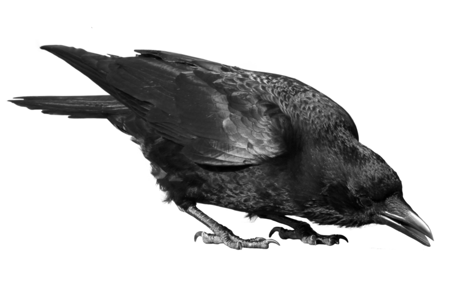 crow_PNG3101.png