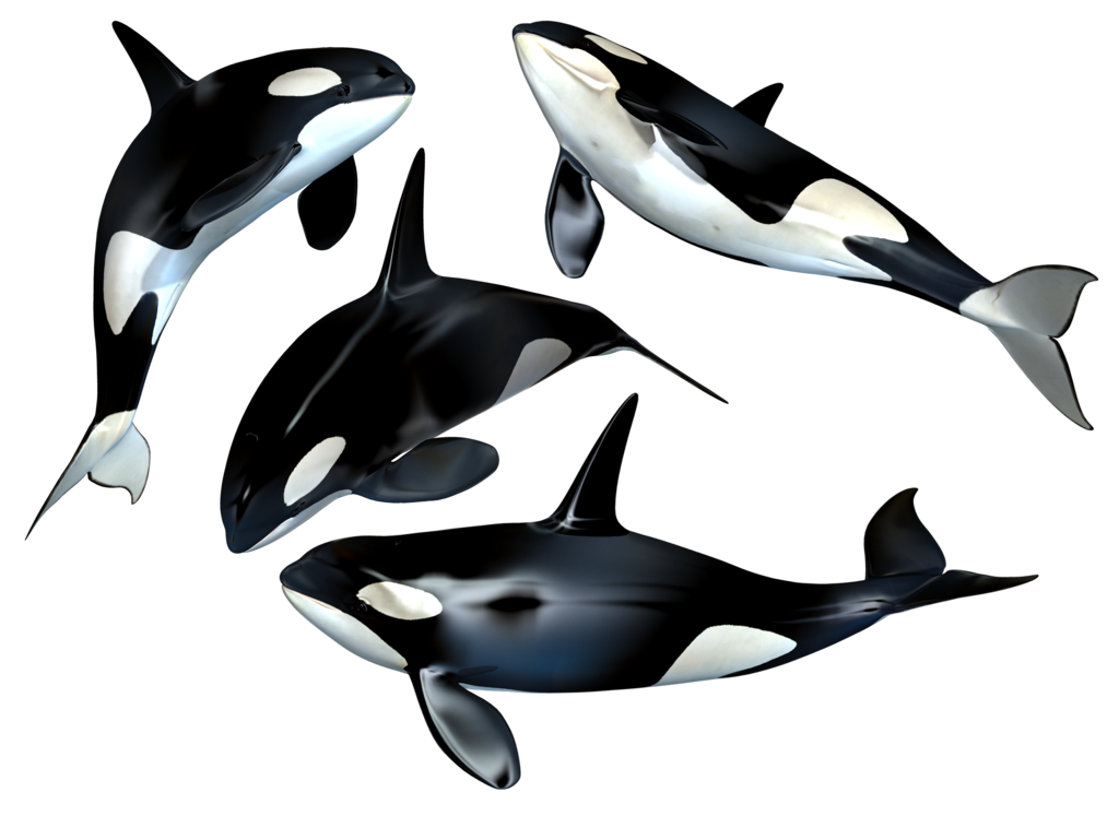 killer_whale_png_stock_by_jumpfer_stock-d6weapr.png