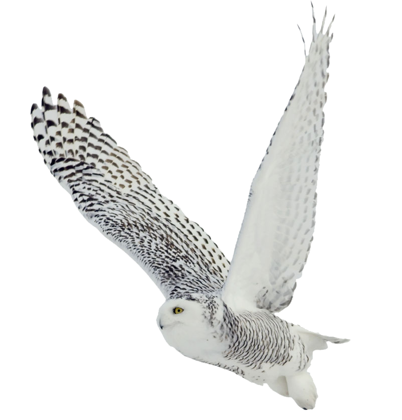 bigstock-Snowy-owl-on-white-background-54055999.png