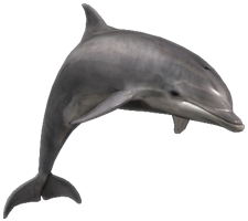 Bottlenose_Dolphin.png