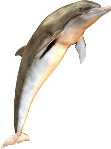 Dolphin (2).png