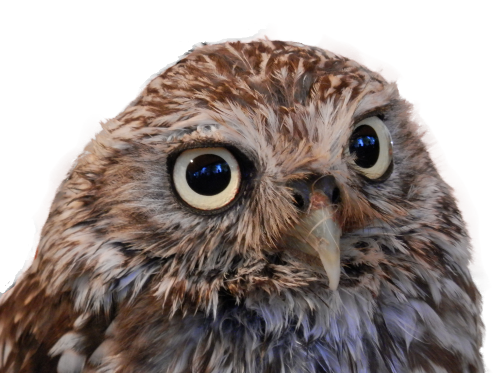 little_owl_2__png_by_lighthouselady-d8s4gj8.png