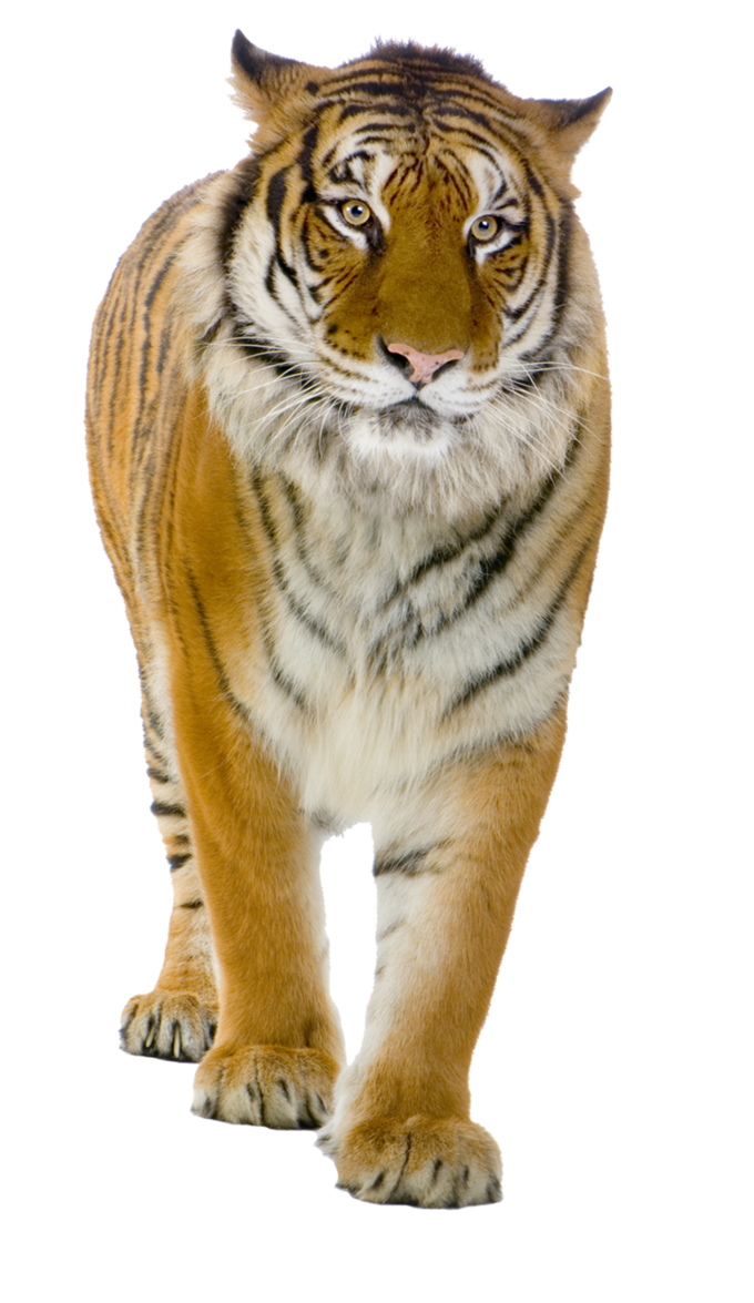 b403102b477fd3694aa8587afe4013bd.png