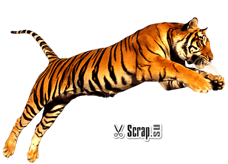 tiger_PNG1382278994.png