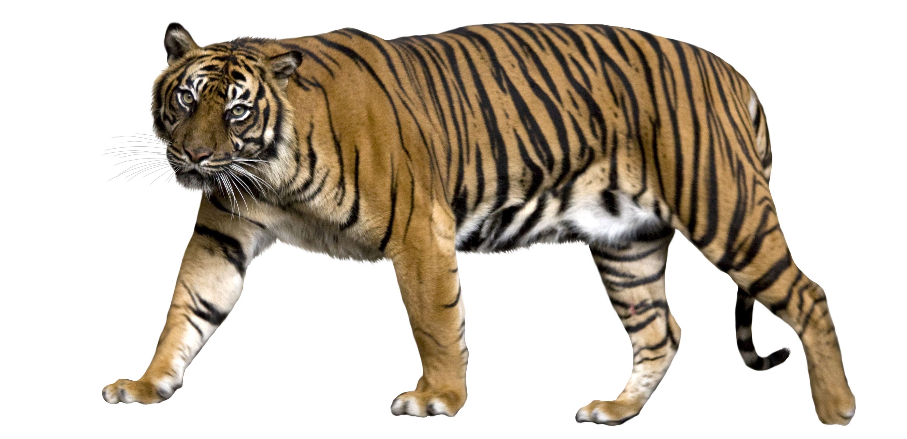 sumatran-copy.png