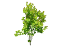 American Smoke TreeCotinus obovatus.skp