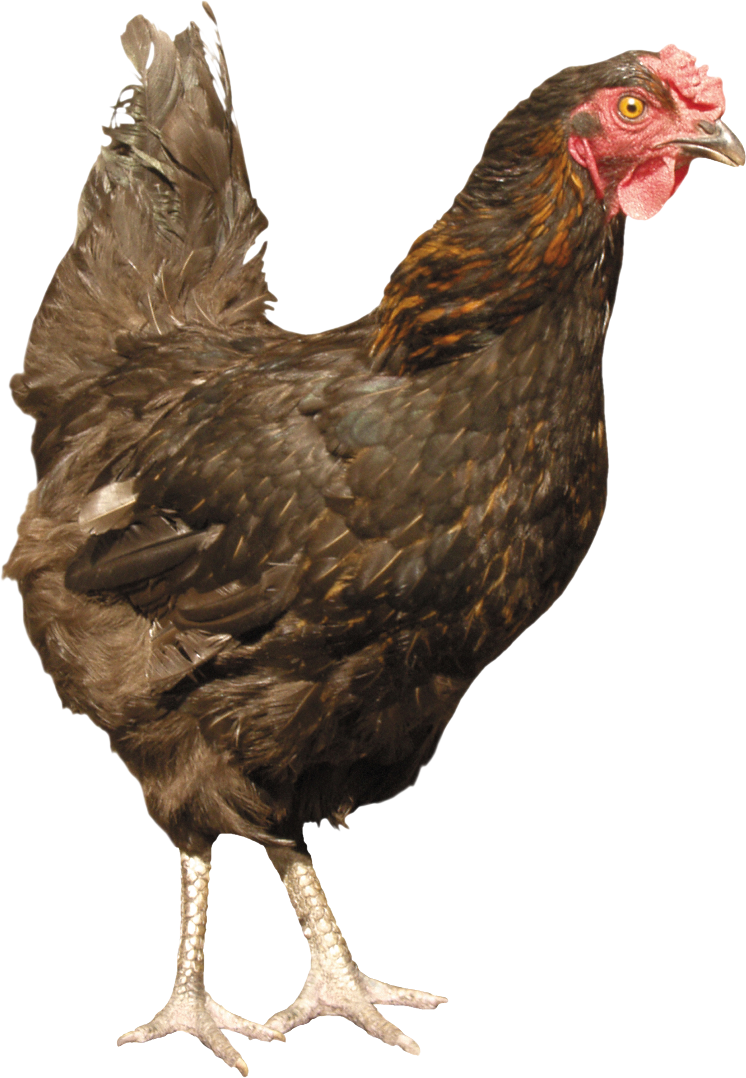 chicken_PNG2170.png