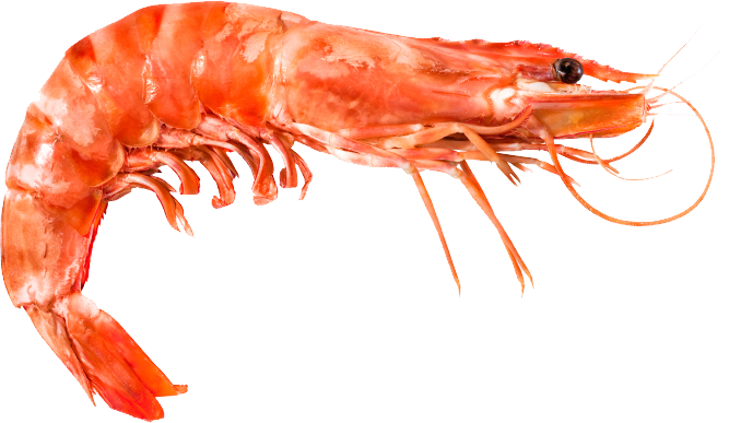 shrimp04.png