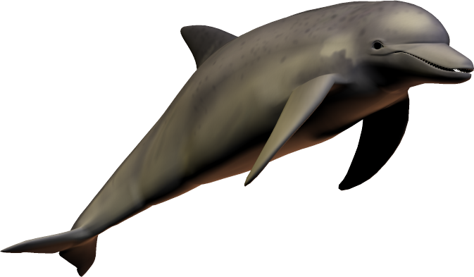 dolphin__digital__14_by_wolverine041269-d5esmgg.png
