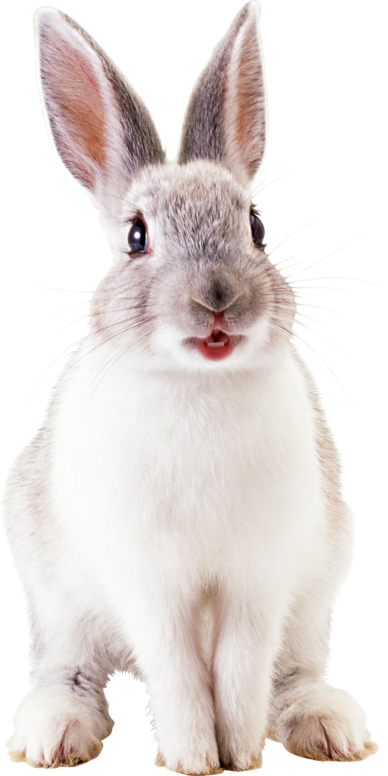 rabbit_PNG3795.png