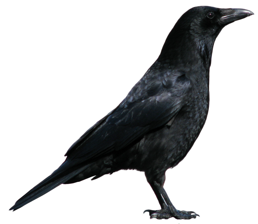 crow_PNG3096.png