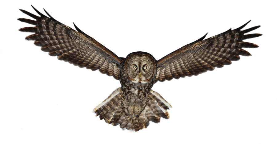 0c864f95d94a6f91690daa1b6323334c.png
