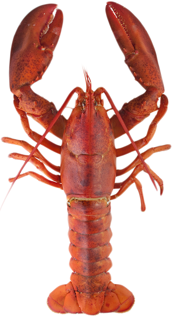 lobster (5).png