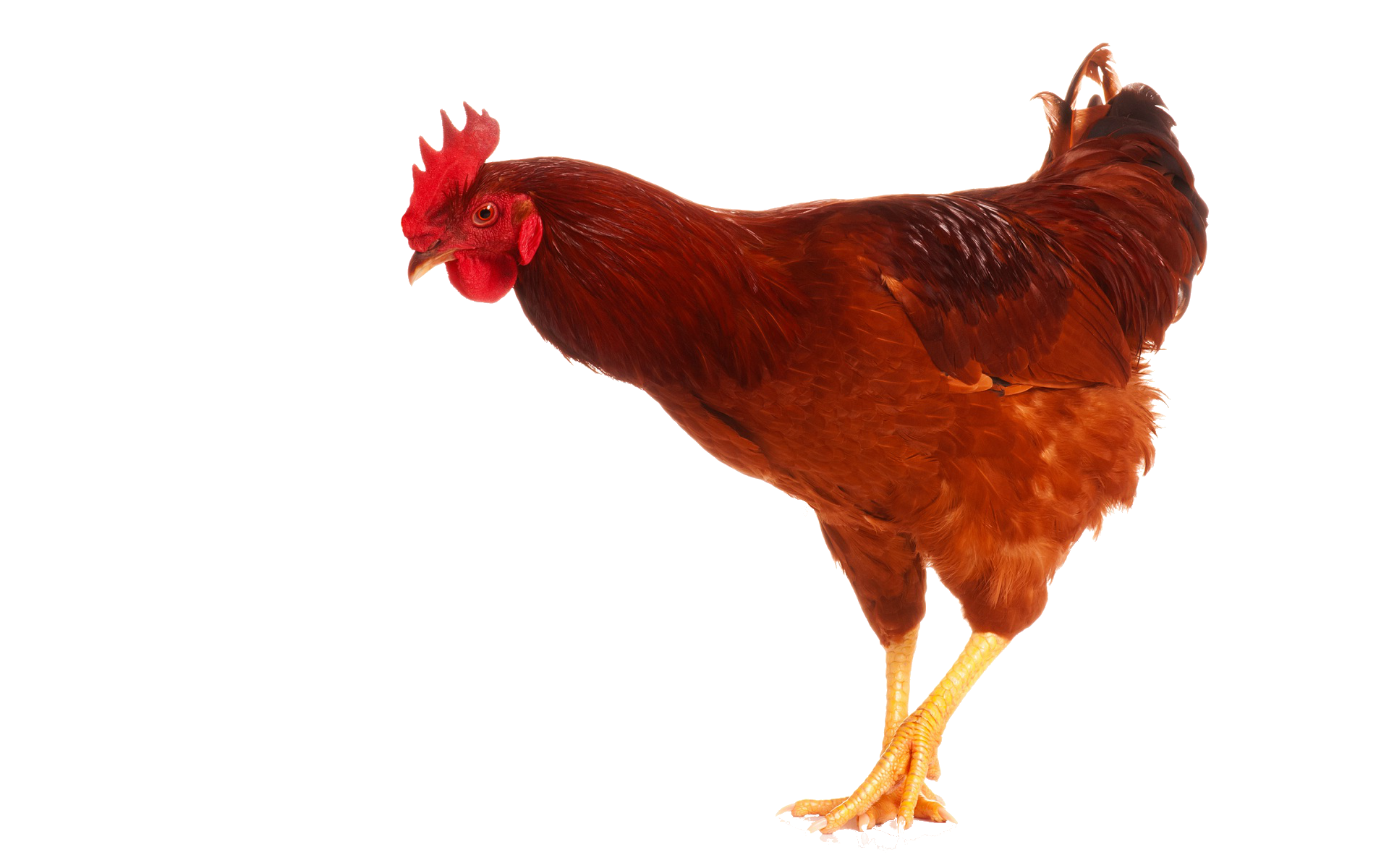 56e51b8d59ba21536ef3a038.png