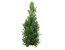 American ArborvitaeThuja occidentalis_001 (2).skp