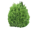 American ArborvitaeThuja occidentalis _American__001.skp