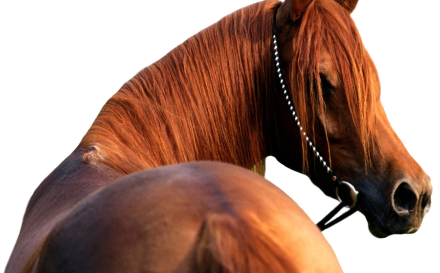 horse_PNG1381522131.png