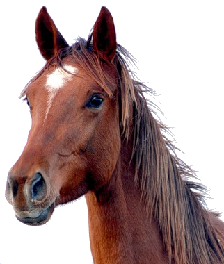 horse_PNG2519.png