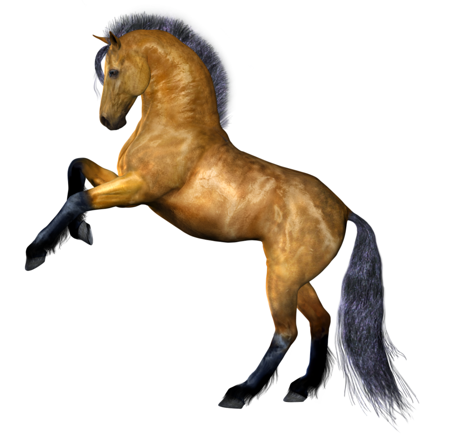 horse_PNG2539.png