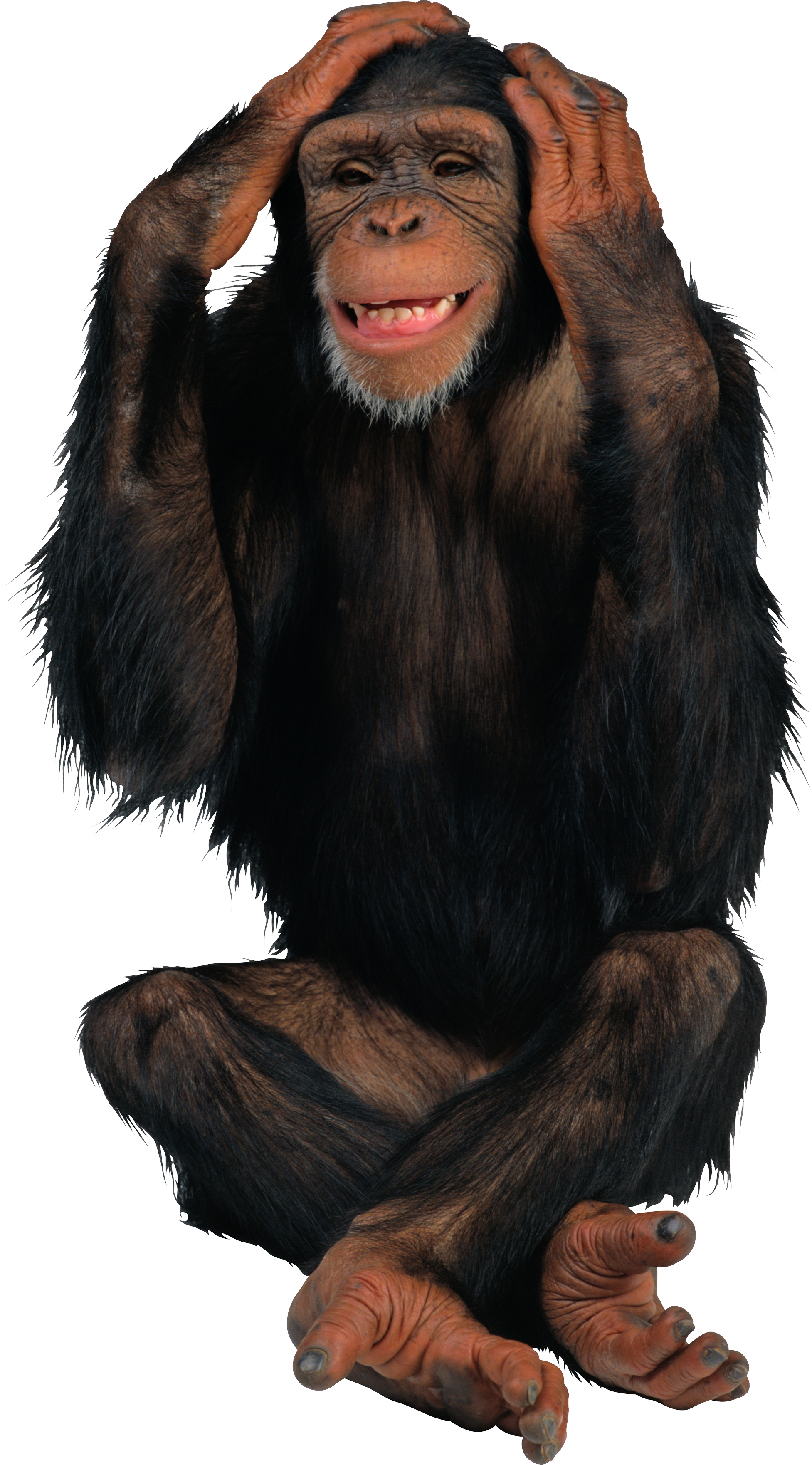 monkey02.png