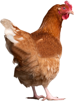 chicken_PNG2163.png