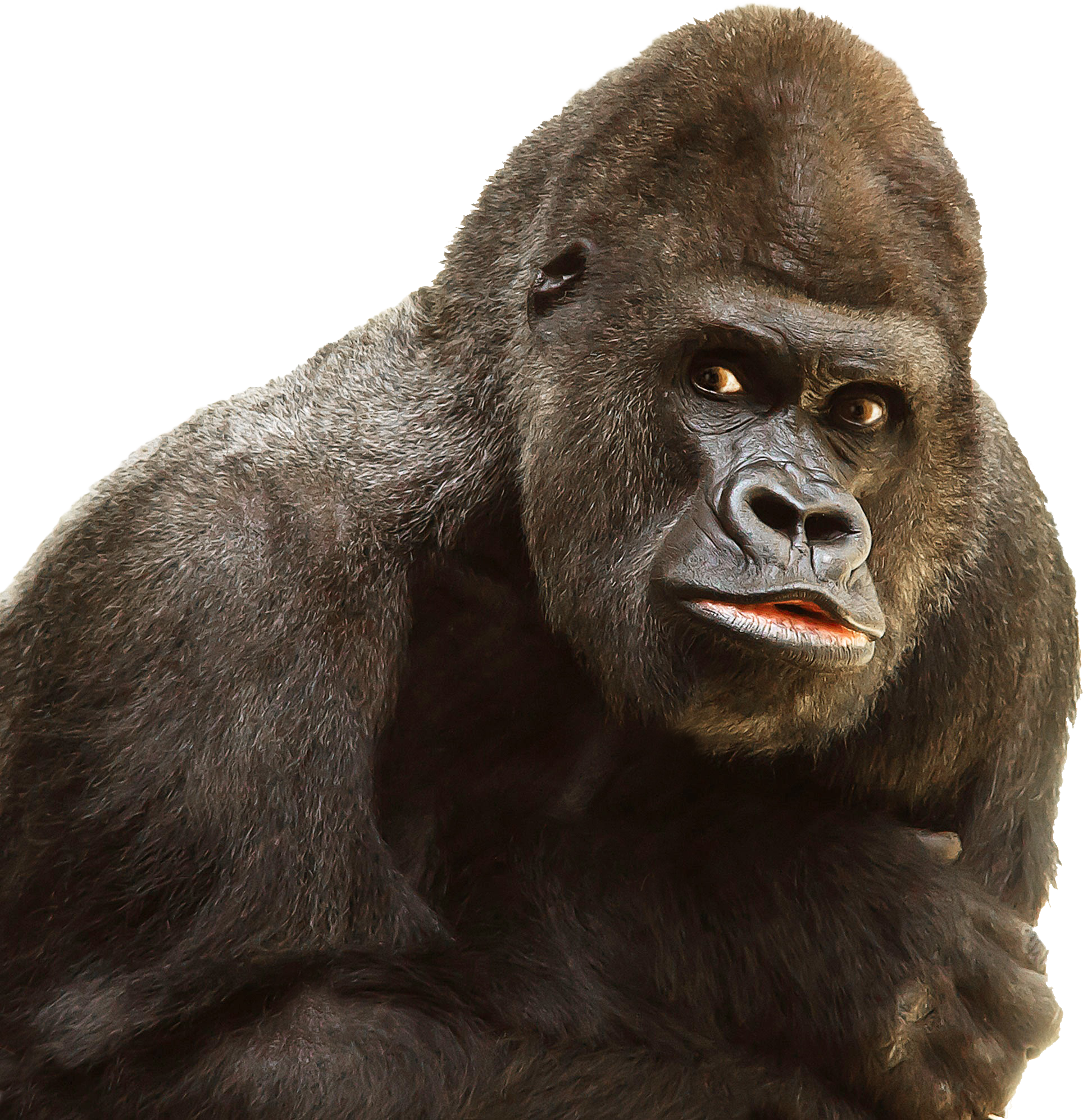 Gorilla-PNG-Image.png