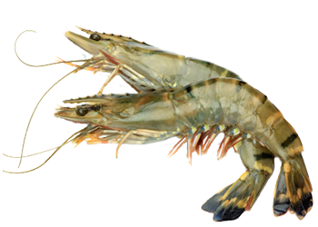 05af5f_6dbd42ff5f204295ad01c335bea93333.png