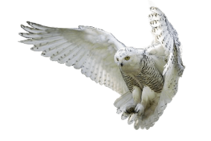 12-2-owl-png-hd.png